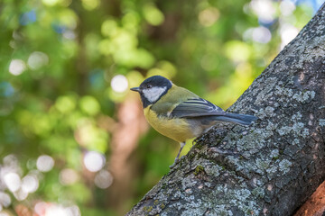 Cute bird Great tit, songbird sitting on the branch with blured background