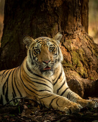 Fototapeta premium Indian wild bengal male tiger portrait or closeup in morning jungle safari or drive at bandhavgarh national park or tiger reserve madhya pradesh india asia - panthera tigris tigris