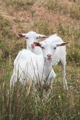 Couple of white goat kids grazes in a withered grass. Farming concept. Summer pasture. Grazing on the grassland. Portrait of a little goat. Livestock.