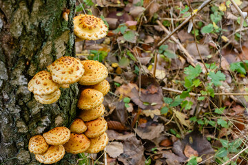 Pholiota aurivella mushrooms on a birch tree in the autumn forest.