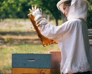 Beekeeper working in apiary - 520514776