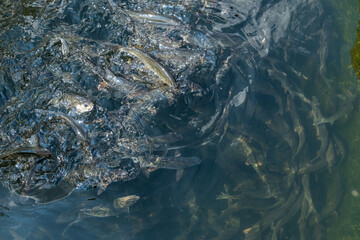 lots of fish on the farm