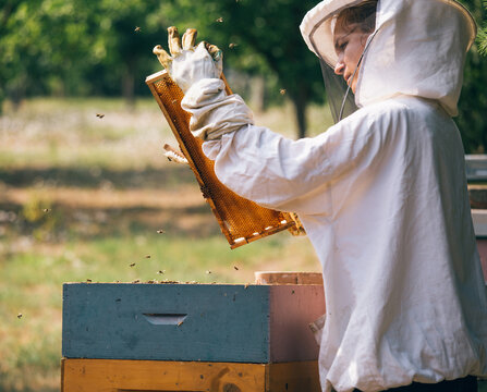 Beekeeper working in apiary