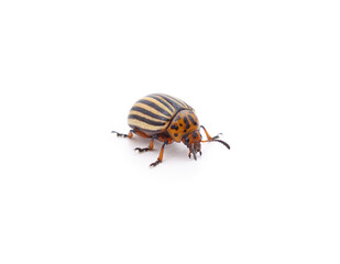 One Colorado potato beetle.