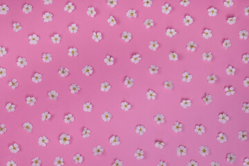  background of little white flowers on a pink background. Summer, bright, trendy background, floral design