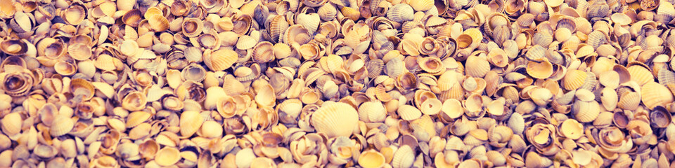 Beach scene.Flip flop sandals lying on sea coquina shells
