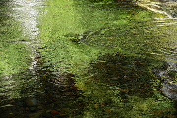 River water surface in green forest.