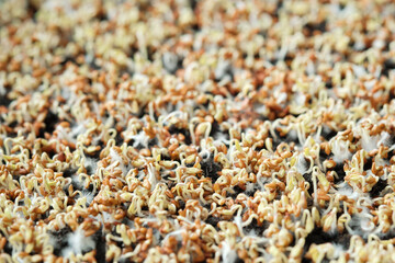 Close-up of watercress sprouts. Growing microgreens at home. Selective focus.