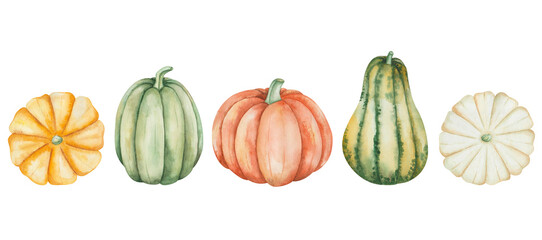 Watercolor illustration of hand painted orange, yellow, green, white pumpkins. Autumn harvest of vegetables. Isolated on white food clip art for Thanksgiving postcards, Halloween prints, posters