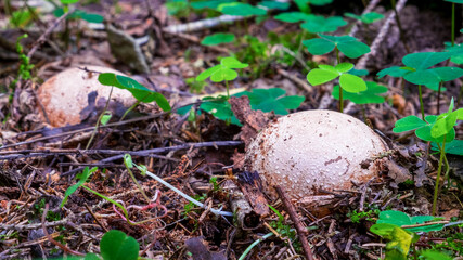 Phallus impudicus, known colloquially as the common stinkhorn, is a widespread fungus in the Phallaceae (stinkhorn) family © Denis Shitikoff