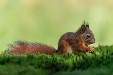 Naklejka na ściany i meble Beautiful juvenile baby red squirrel (Sciurus vulgaris) eating a nut in the forest of Noord Brabant in the Netherlands. 