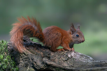 Beautiful juvenile baby red squirrel (Sciurus vulgaris) on a branch in the forest of Noord Brabant...