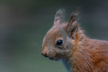 Portrait of a beautiful juvenile baby red squirrel (Sciurus vulgaris) in the forest of Noord Brabant in the Netherlands.       