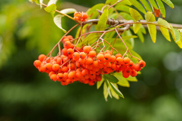 Red rowan berries on a tree branch with green leaves in nature. Sorbus aucuparia - obrazy, fototapety, plakaty