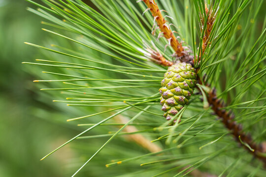 Green young pine cone on a branch with green needles in a coniferous forest