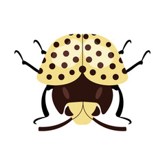 Yellow beetle top view isolated on a white background