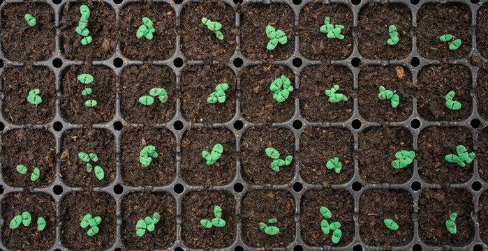 Selective Close-up of green seedling.Green salad growing from seed.Young vegetable have planted in plastic trays were ready to the market. Microgreen are young vegetable green or sprouts, raw living.
