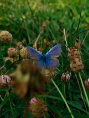 butterfly on a flower
