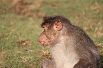 Rhesus Monkey