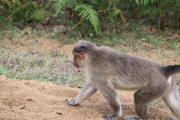 Rhesus Monkey