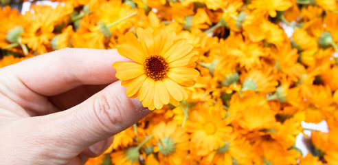 freshly picked dandelion flowers health and beauty