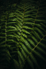 Fern leaves in the forest. Close up of dark green fern leaves growing in forest