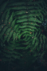 Fern leaves in the forest. Close up of dark green fern leaves growing in forest
