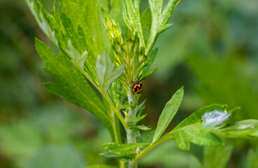 草に留まる赤いカメムシの仲間