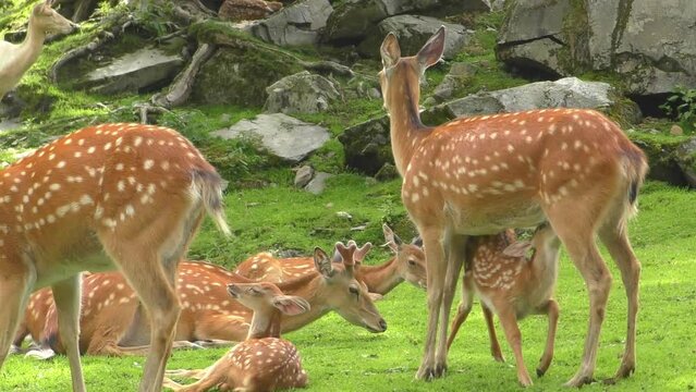 Family Of Deers In Meadow Hills At Wild And Adventure Park Ferleiten In Austria. Close Up