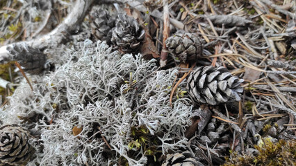 pine cones and moss composition