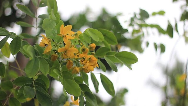 Senna Alexandrina blowing in the wind | also known under the names Egyptian senna, Tinnevelly senna, East Indian senna or the French s&eacute;n&eacute; de la palthe
