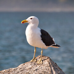 Seagull, Cape Town, South Africa