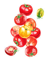 Fototapeta premium Hand painted watercolor delicious ripe tomatoes illustration isolated on white background