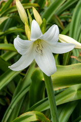 Fototapeta na wymiar Crinum x Powellii alba a summer autumn fall flowering bulbous plant with a white trumpet like summertime flower commonly known as swamp lily, stock photo image
