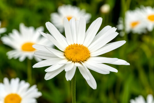 Leucanthemum x superbum a summer autumn fall flowering plant with a white summertime flower commonly known as Shasta daisy, stock photo image