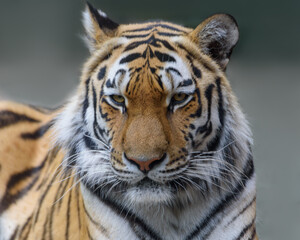 Siberian Tiger, Amur tiger. Portrait