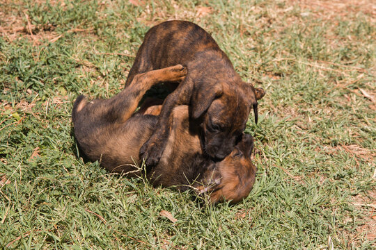 Funny animals: portrait of two puppies of segugio maremmano playing in the garden