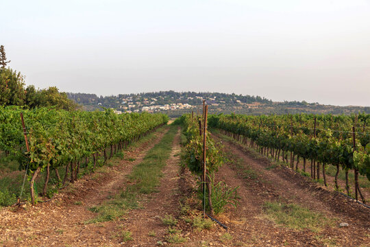 Rows of green vineyards growing in the farmland of the Ayalon Valley between Latrun and Neve Shalom. Israel.