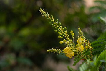 Sappan or caesalpinia sappan branch flowers on nature background.