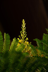 Sappan or caesalpinia sappan branch flowers on nature background.