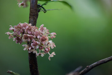Sauropus thorelii Beille flowers on nature background.
