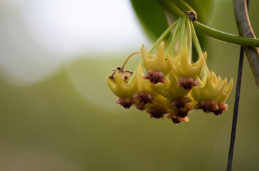 Hoya multiflora Blume flowers on nature background.
