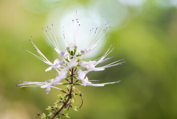 Orthosiphon aristatus flowers on nature background.