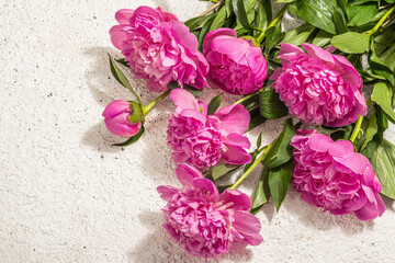 Fragrant pink peonies bouquet. Summer plaster background, seasonal design, festive card concept