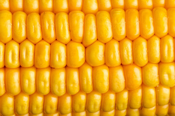 close up fresh sweet corn 