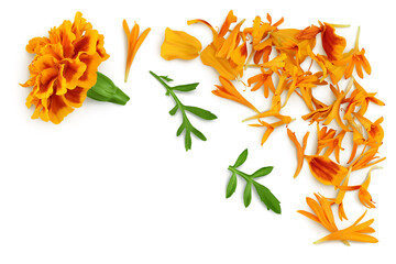 fresh marigold or tagetes erecta flower isolated on white background. Top view with copy space for your text. Flat lay