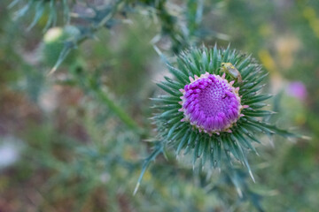A widespread and common thistle, the Spear thistle can be found on disturbed and cultivated ground, such as pastures, roadside verges and field edges from July to October.