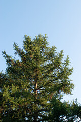 Obraz premium Bright summer landscape alone tender pine tree. Blue sky. Wild nature. Calming countryside scene. Isolated pine and clear sky. 