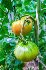 Large tomatoes on the branches of the plant close-up. Tomatoes ripen