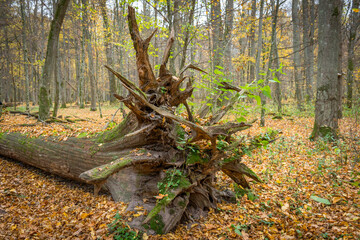 pień złamanego drzewa w Białowieskim Parku Narodowym, Polska - obrazy, fototapety, plakaty
